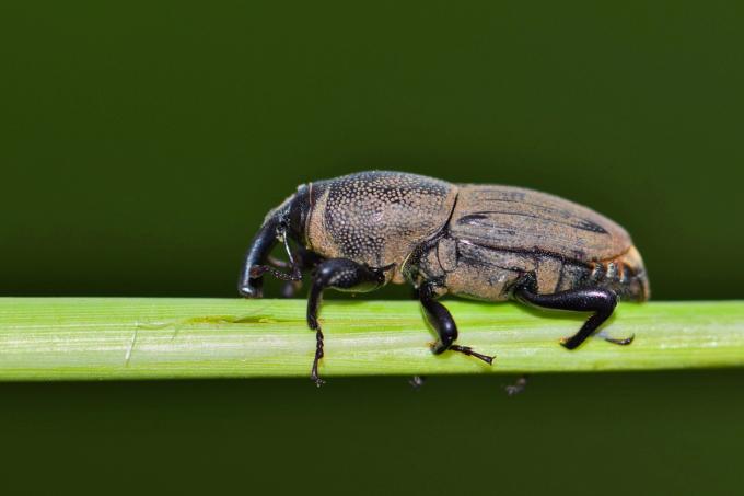 Turf Pest Control: How to Identify and Eliminate Lawn Pests | Sunday ...