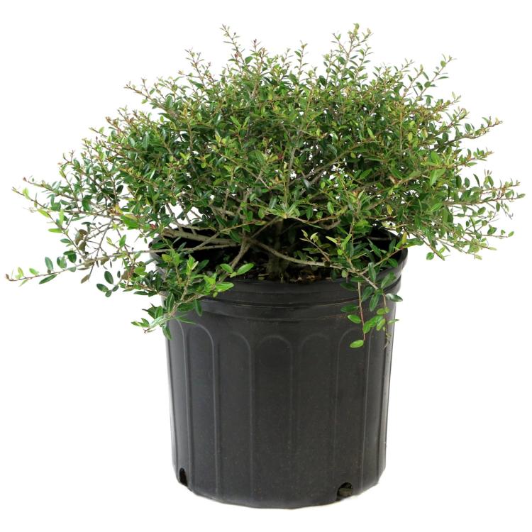 Dwarf Yaupon Holly Trade 3 Gallon