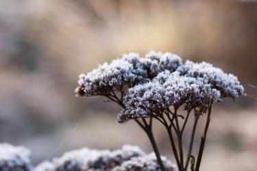 Sedum in Winter