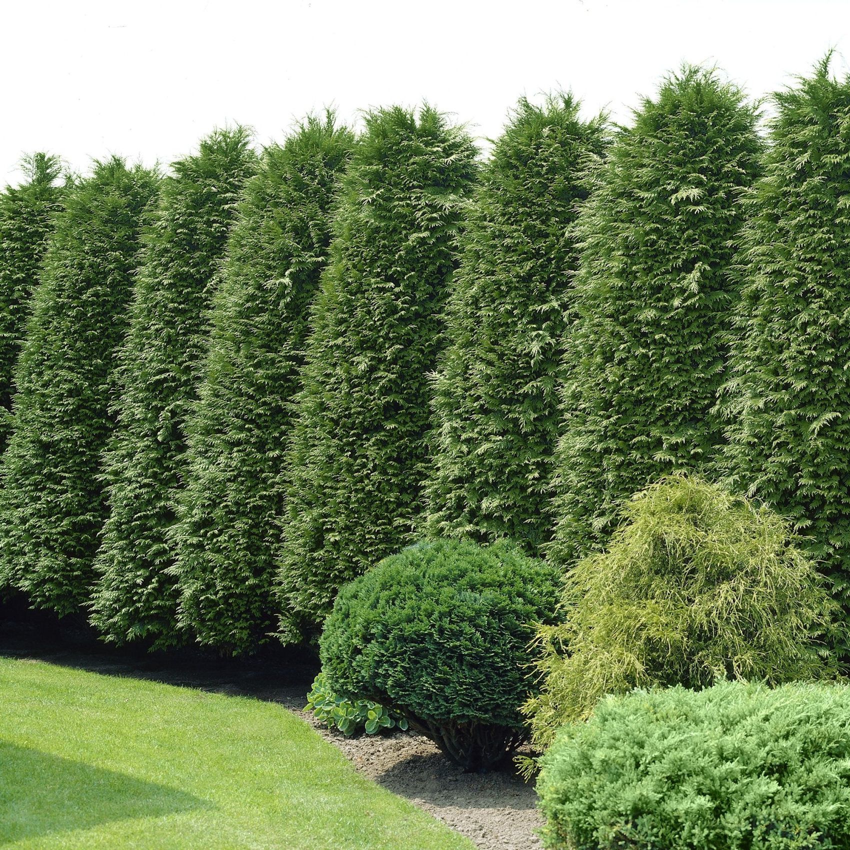 Green Giant Arborvitae Privacy Screen