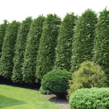 Green Giant Arborvitae