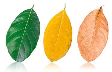 green yellow and brown leaves