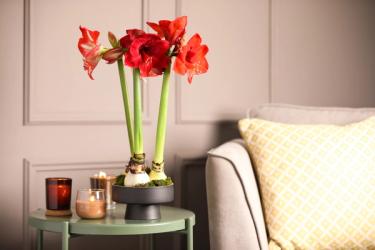 A set of amaryllis bulbs in full bloom on a side table.