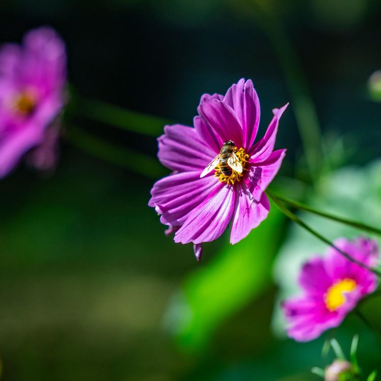 Complete Flower Fertilizer Kit | Sunday Lawn Care
