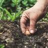 A gardener planting a spring bulb