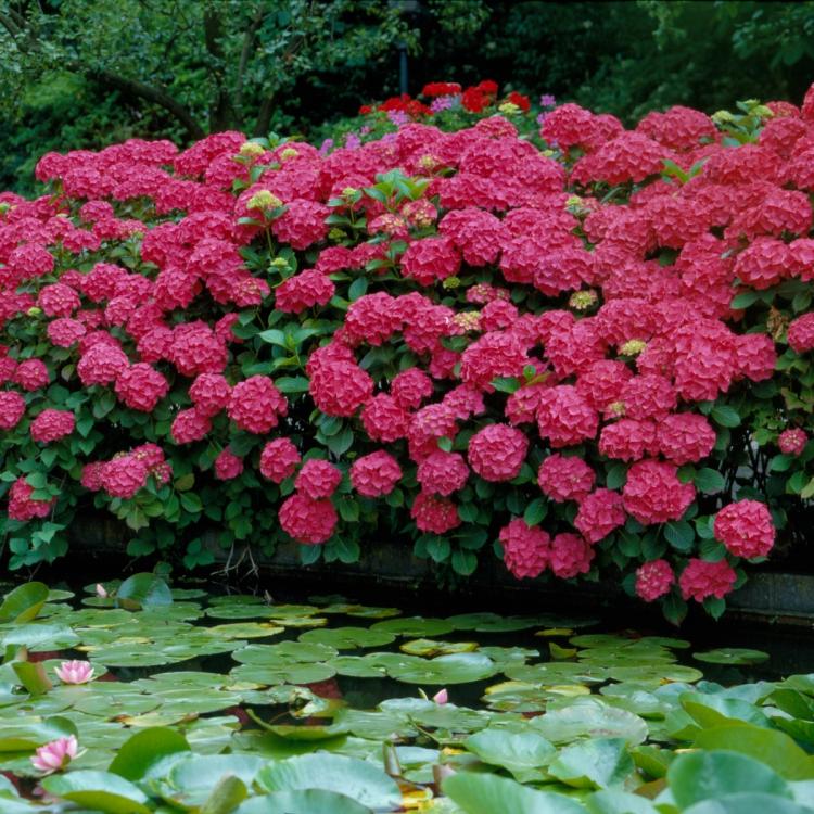 Red Beauty Hydrangea Landscape