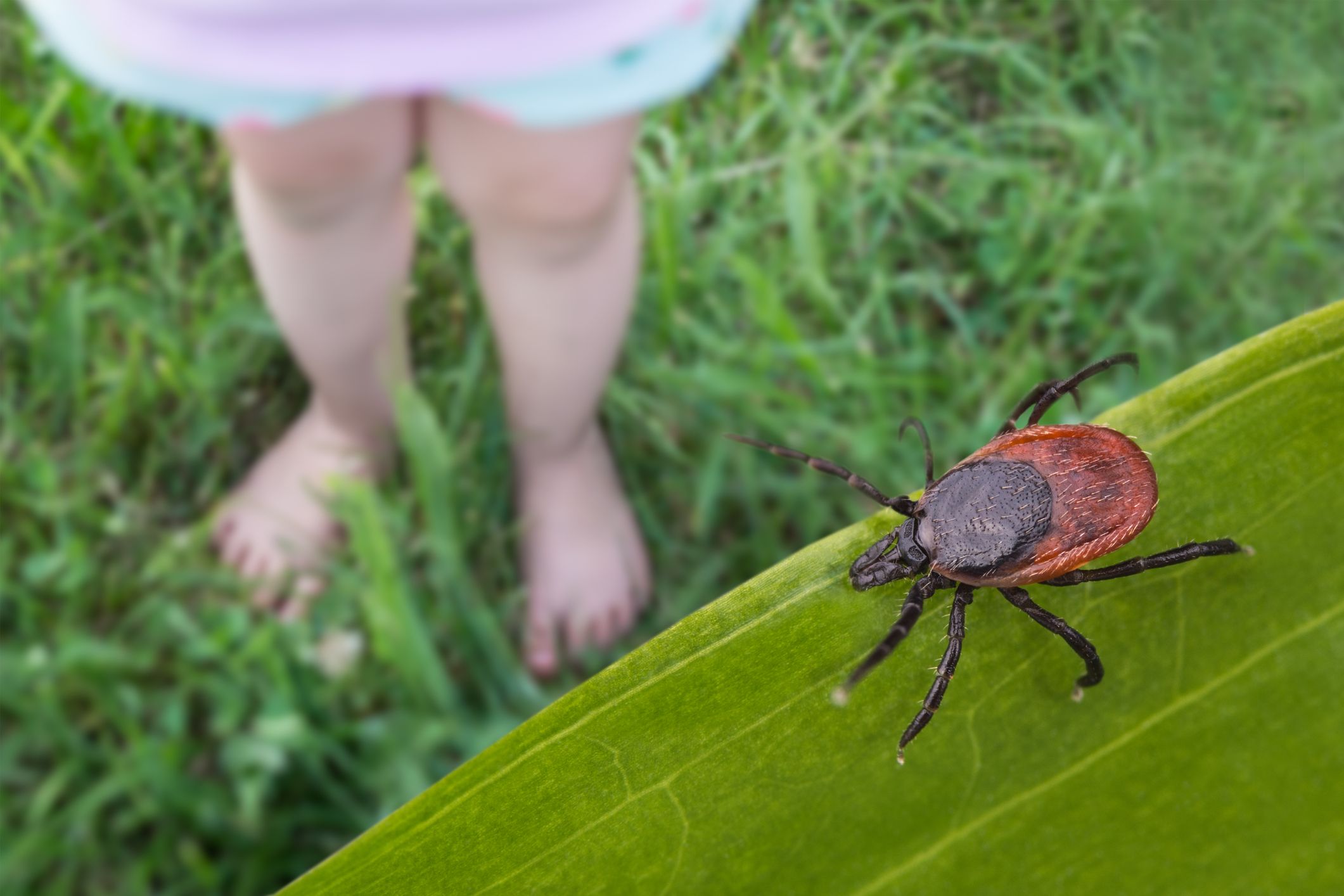 Close-up of a tick crawling near a child's foot