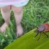 Close-up of a tick crawling near a child's foot