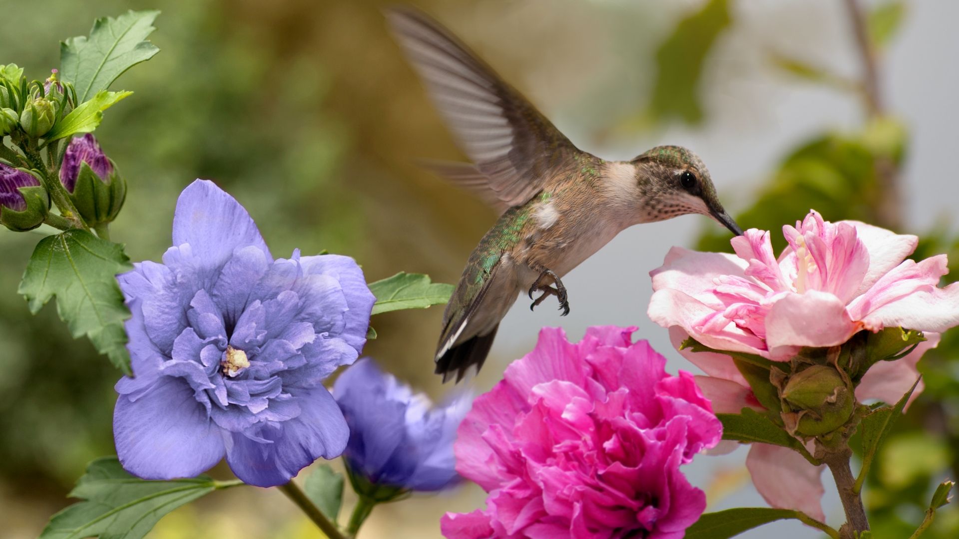 a hummingbird enjoying pink and purple flowers