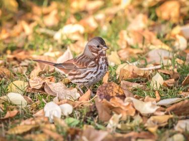 Sparrow (bird) in fall leaf litter in backyard
