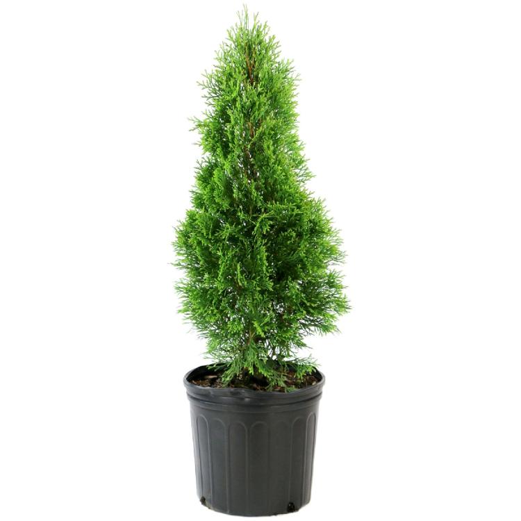 Emerald Green Arborvitae As Shipped