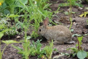 Rabbit eating plants in garden
