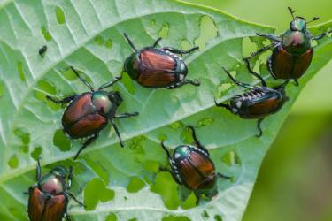 Close image of Japanese beetles eating plant leaf