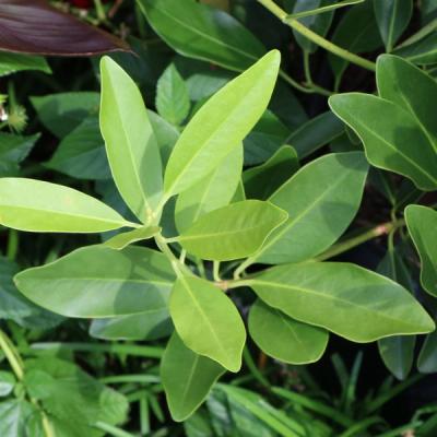 Anise Tree Closeup