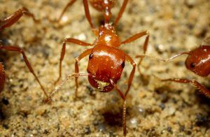 Closeup of a Harvester ant with focus on the head