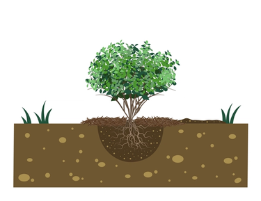 place shrub in hole