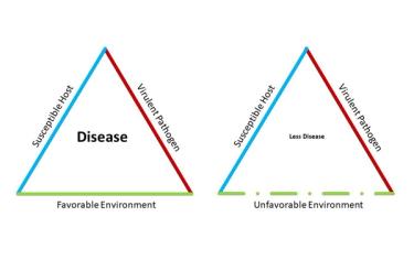 Lawn disease triangle