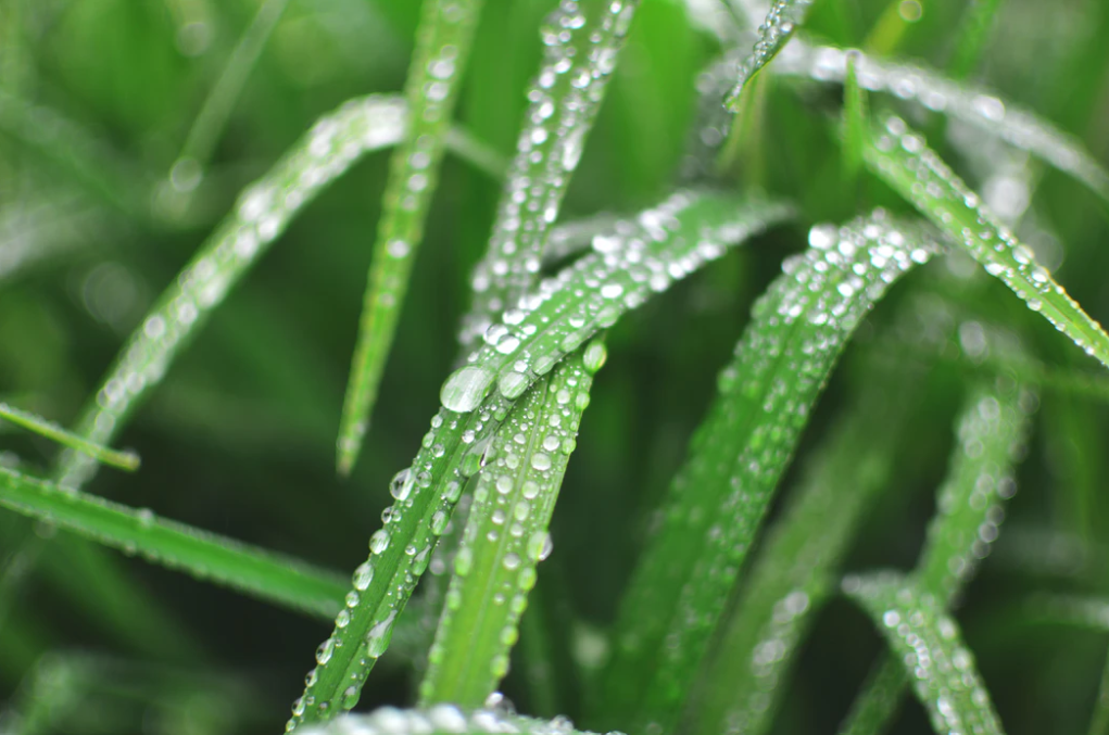 closeup of grass blades after rainfall