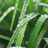 closeup of grass blades after rainfall