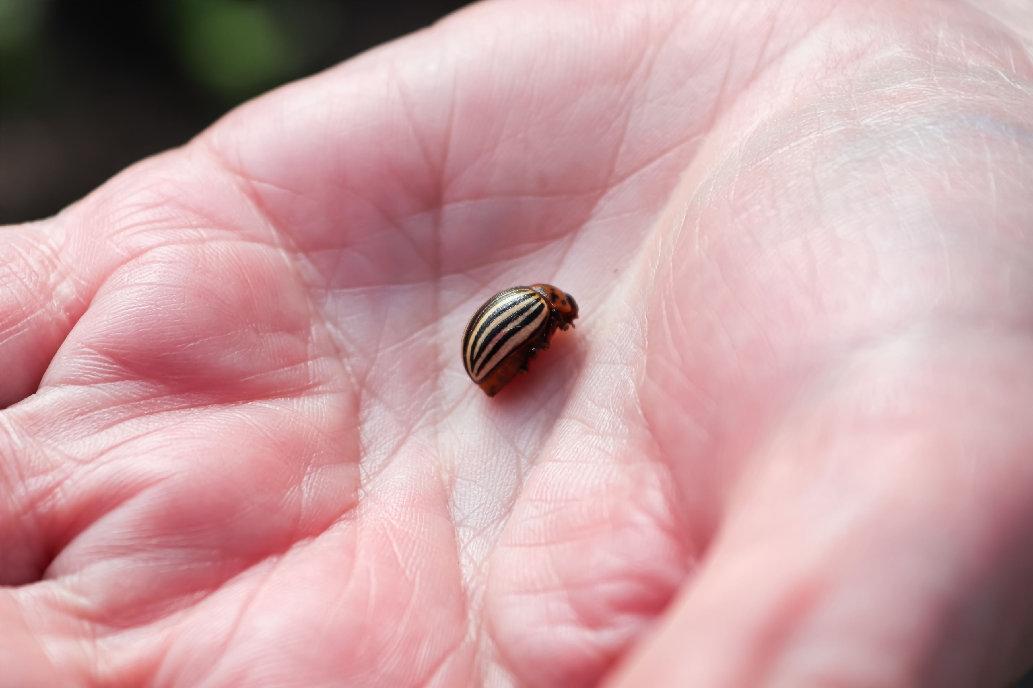 A small bug held in the palm of a hand