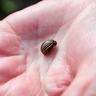 A small bug held in the palm of a hand