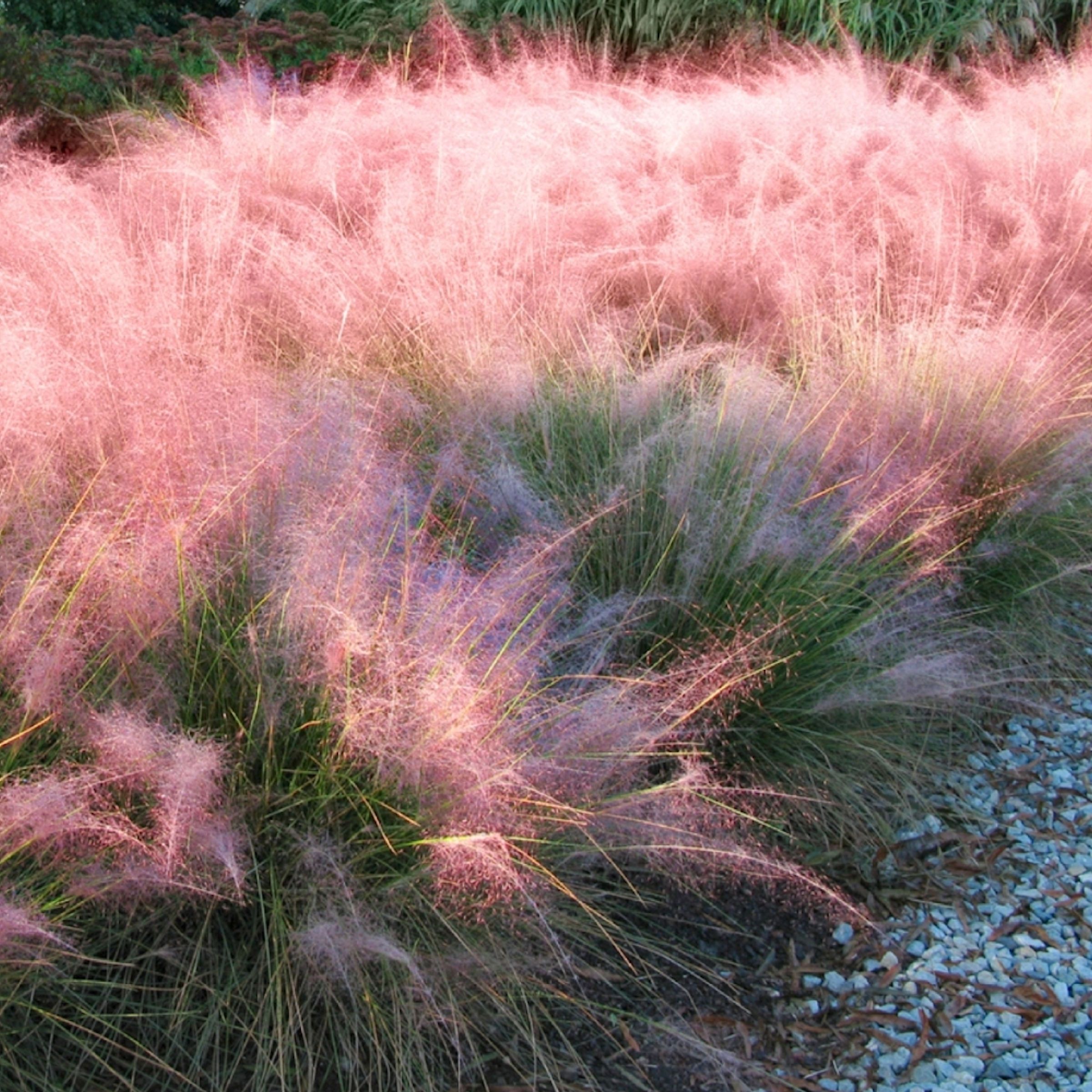 Pink Muhly Grass Closeup