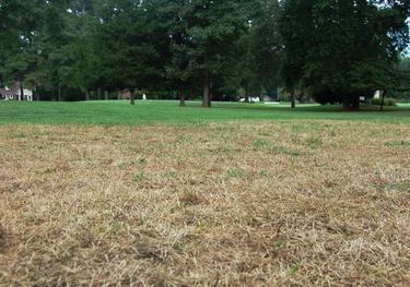 Fall Armyworms on the March Through Piedmont Lawns. Photo Credit: NC University Cooperative Extension.