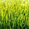 close-up of grass blades