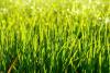 close-up of grass blades