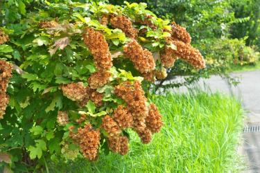Hydrangea quercifolia