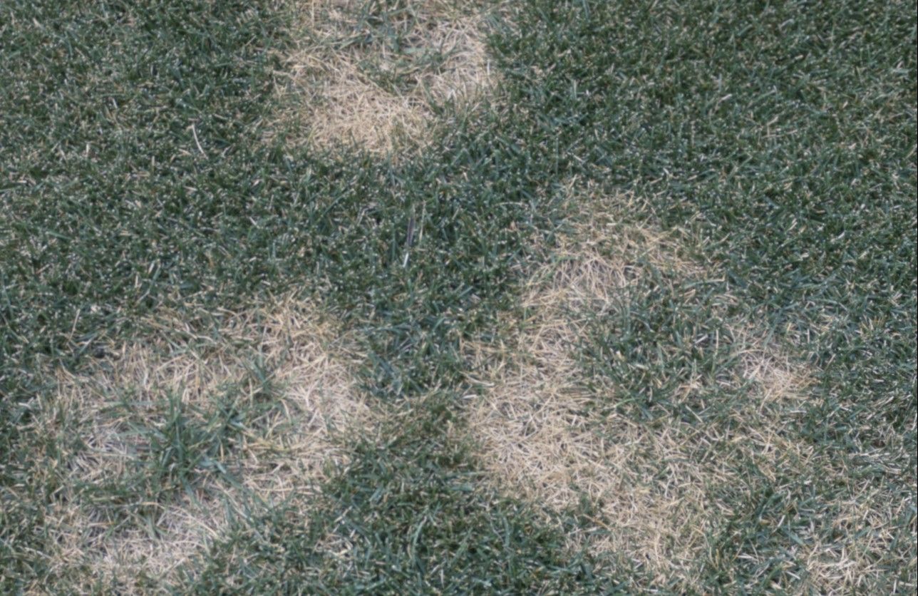 Yellowing patches of Necrotic Ring Spot on a lawn