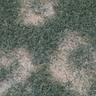 Yellowing patches of Necrotic Ring Spot on a lawn