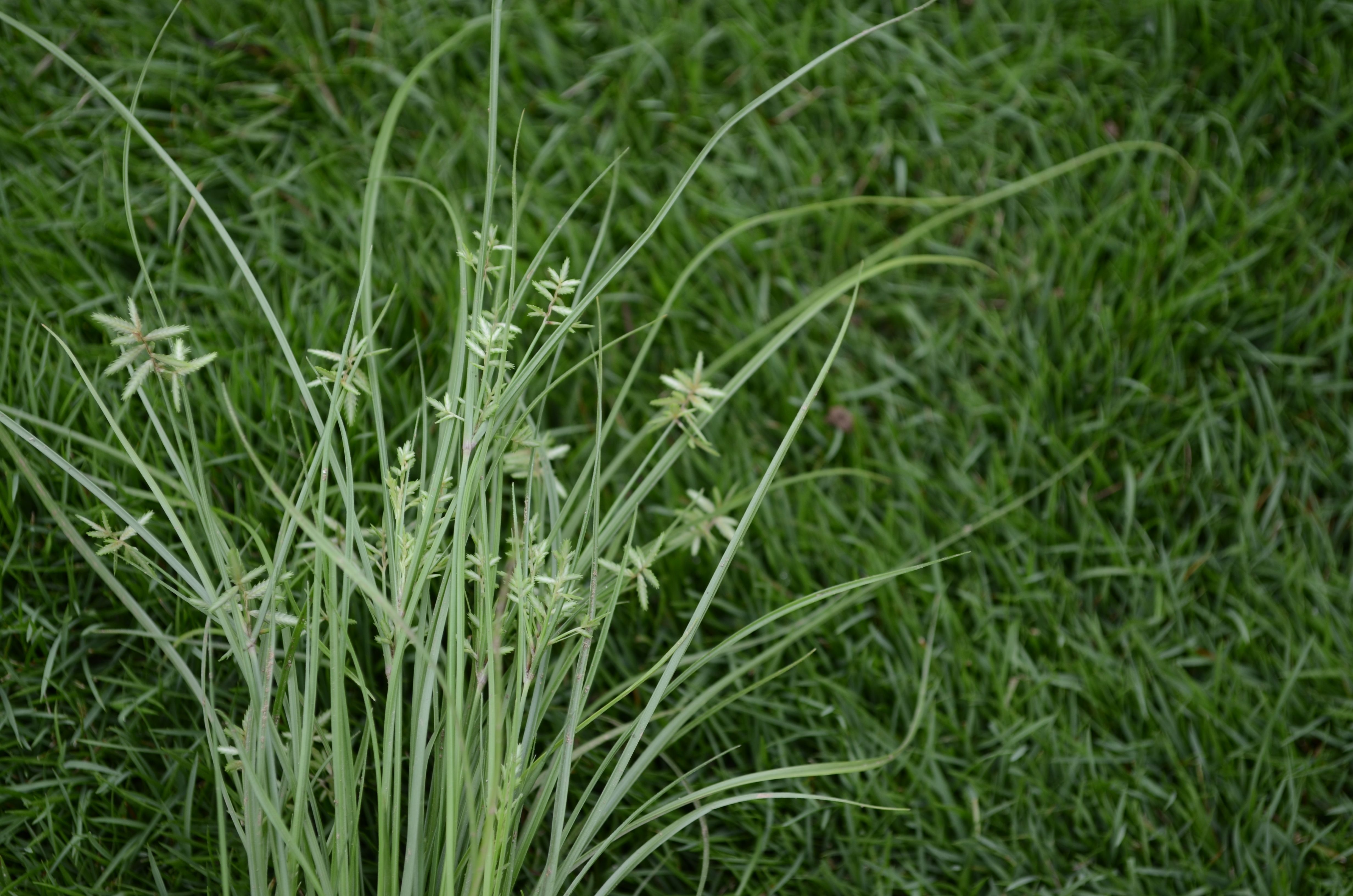 Close-up of nutsedge in lawn showing triangular stem in lawn