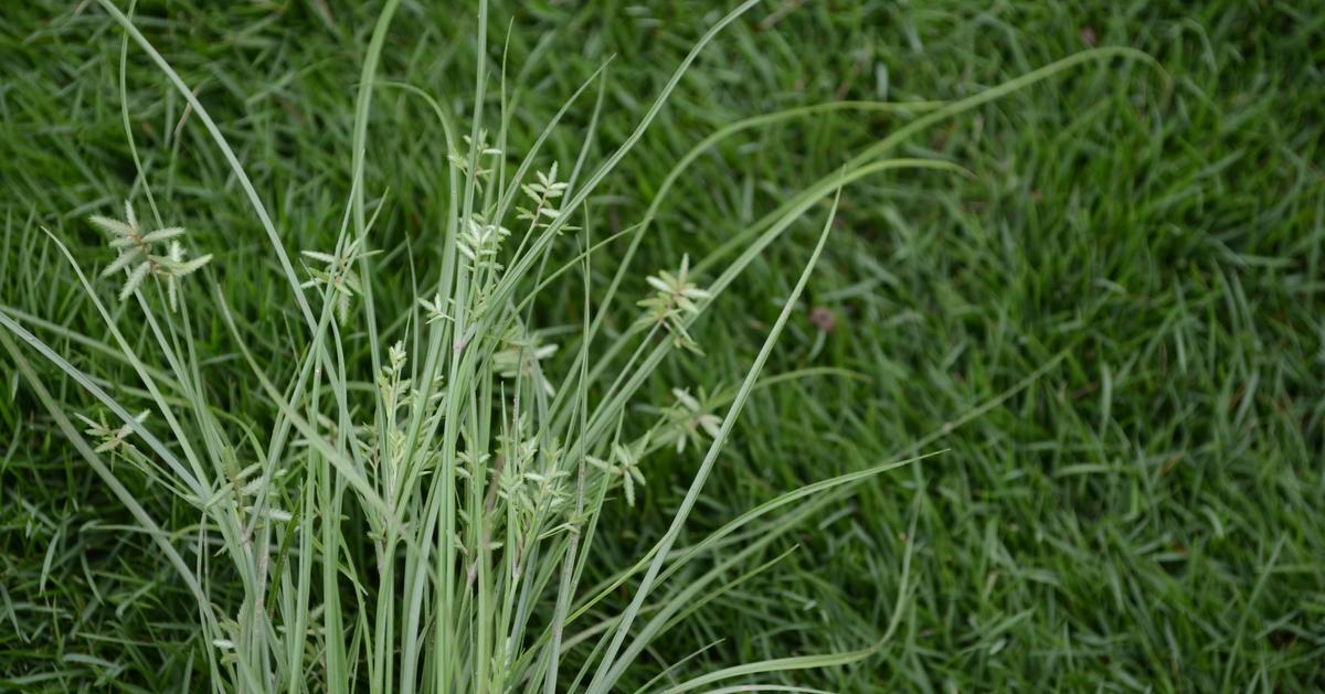 How to Get Rid of Nutsedge Sunday Lawn Care