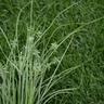 Close-up of nutsedge in lawn showing triangular stem in lawn
