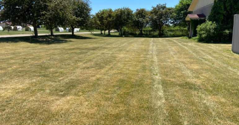 Signs of Underwatering Grass Guide: Essential Tips to Revive Lawn
