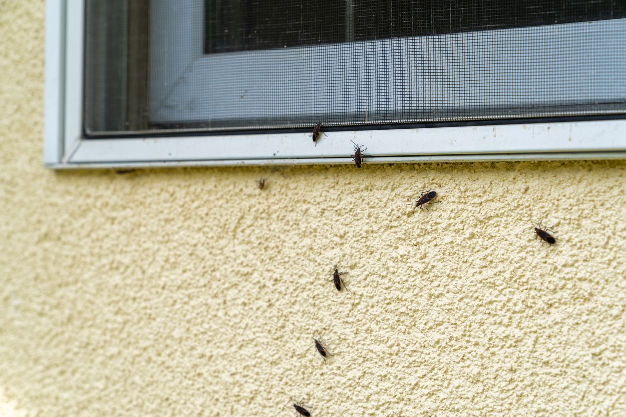 Bugs trying to enter a home through a window