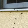 Bugs trying to enter a home through a window