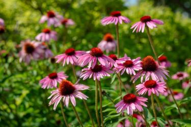purple coneflower