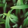 Close-up of blades of grass, showing the benefit of overseeding a lawn