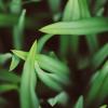 Close-up of blades of grass, showing the benefit of overseeding a lawn
