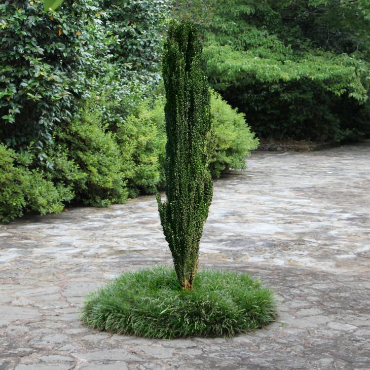 Sky Pencil Holly Landscape