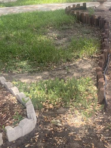 Image of compacted soils in lawn with bare patches and weeds growing in