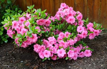 Azaleas in landscape setting