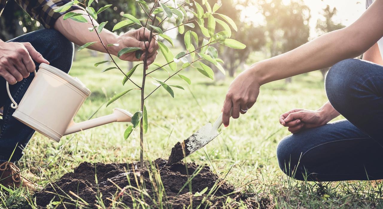 planting and watering a tree