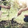 planting and watering a tree