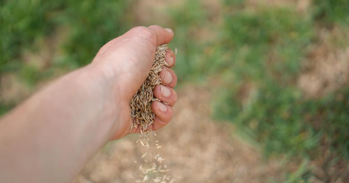 What is Grass Seed Coating? Sunday Lawn Care