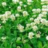 a clover lawn in bloom
