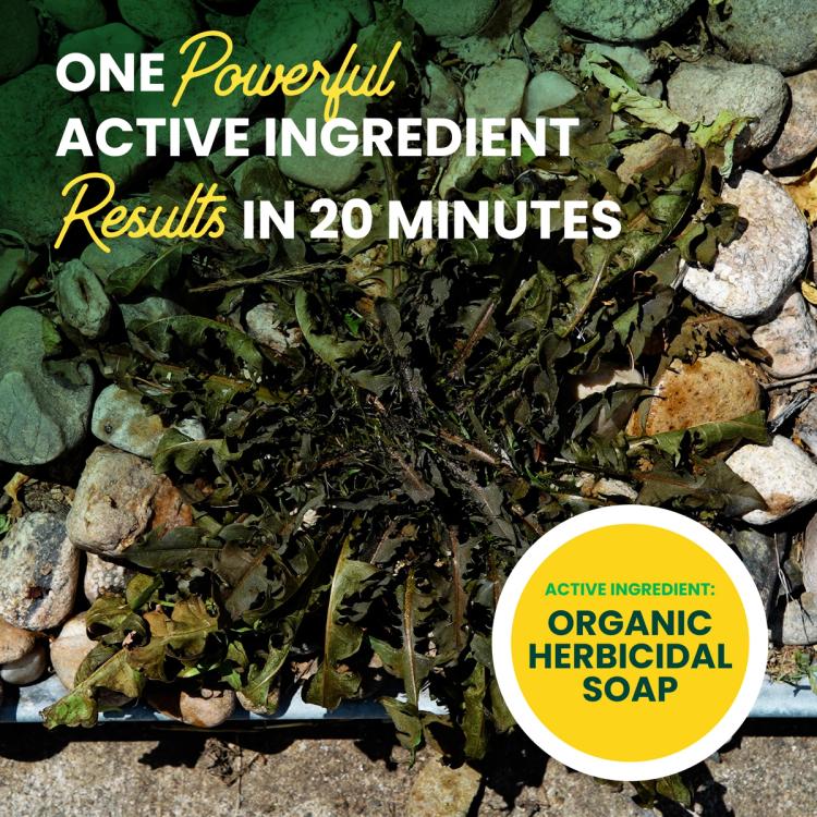 Active ingredient herbicidal soap