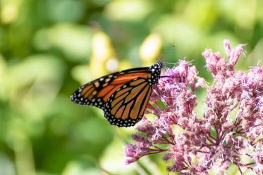 milkweed with a butterfly